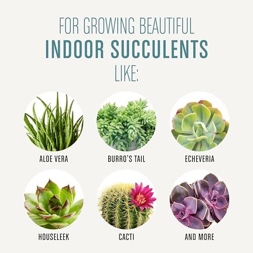 Miracle-Gro Succulent Potting Mix - Potting Soil Mix for Indoor Succulents, Aloe Vera and More, Made with Miracle-Gro Plant Food, 4 qt. (Pack of 10) - Image 4
