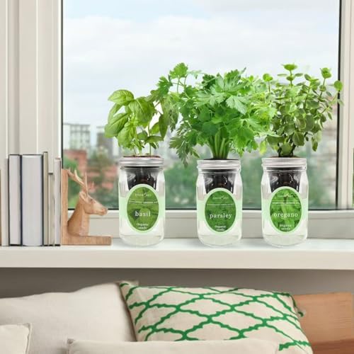 Hydroponic Herb Growing Kit Set, Self-Watering Mason Jar Herb Garden Starter Kit Indoor, Window Herbs Garden, Grow Your Own Plants from Organic Seeds (Basil, Parsley and Oregano) - Image 4