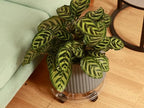 4 Packs 10.2 inches Small Clear Plant Caddy Plant Saucers on Wheels Rolling Plant Stands Heavy-duty Plant Dolly Plastic Planter Roller Base Pot Movers Outdoor Plant Tray Coaster - Image 6