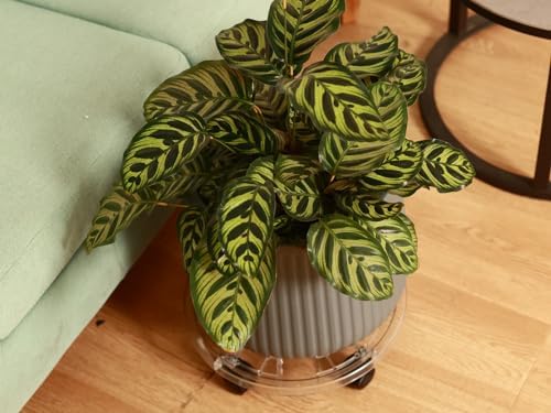 6 Packs 16 inches Extra-large Clear Plant Caddy Plant Saucers on Wheels Rolling Plant Stands Heavy-duty Plant Dolly Plastic Planter Roller Base Pot Movers Outdoor Plant Tray Coaster - Image 6