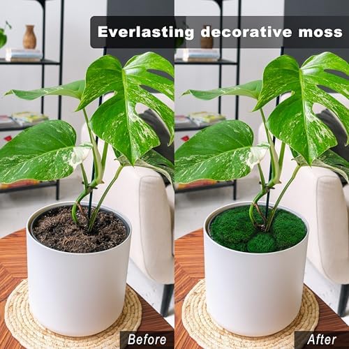 TurelinnG Preserved Moss Decor - Real Forest Moss, Moss for Crafts, Flexible for DIY Crafts, Home, Wall, Terrarium, Art Projects(Dark Green 2 sq.ft) - Image 5