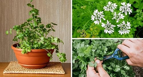 Premium Cilantro Plant Soil Mix by Gardenera - Stimulate Growth and Intensify Flavor with Nourishing Formula - 5 Quart - Image 2