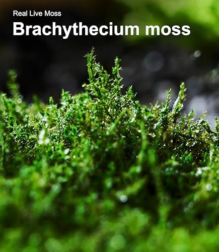 Live Moss – Brachythecium Moss (3 Sheets, Each Approx. 3.5"x7") for Terrariums, Moss Gardens, Plant Layouts & Natural Decor – Naturally Grown, Reusable, Not Artificial - Image 5