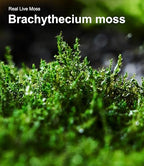 Live Moss – Brachythecium Moss (3 Sheets, Each Approx. 3.5"x7") for Terrariums, Moss Gardens, Plant Layouts & Natural Decor – Naturally Grown, Reusable, Not Artificial - Image 5