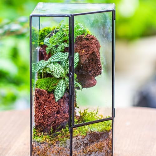NCYP Glass Terrarium with Front Opening Door for Small Plants, Moss Wall - Image 3