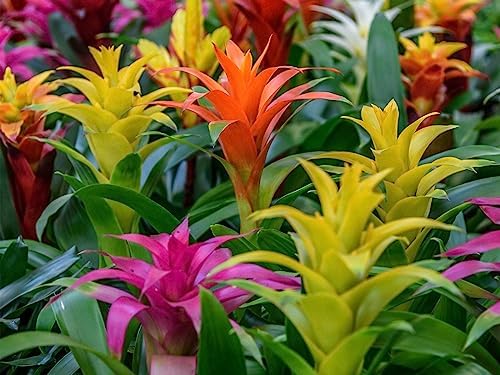 Gardenera Bromeliad Potting Mix - Crafted for Superior Performance and Exquisite Blooms - 10 QUARTS - Image 2