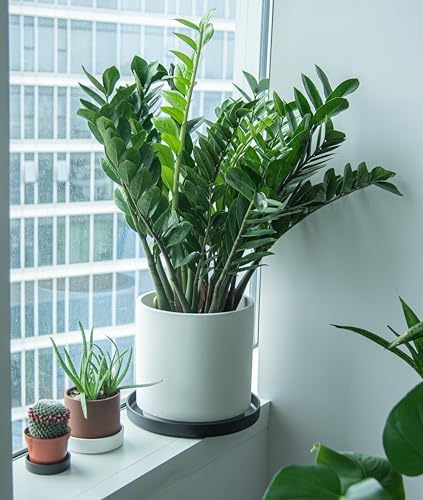 Phoenix Vine 14 Inch Plastic Plant Saucer Water Drip Tray, Heavy Sturdy Round Plant Drainage Tray for Indoors Outdoor, Matte Black, 21-TY-14B-1 - Image 6
