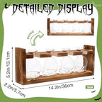 Plant Propagation Stations Halloween Skull Plant Terrarium Kit - Image 4
