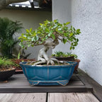 Bonsai Pots - 13.2 Inch Oval Ceramic Pots for Plants, Large Succulent Planter with Drainage Hole, Decorative Planters for Indoor Outdoor, Garden House Decor, Housewarming Gifts, Retro Blue - Image 3