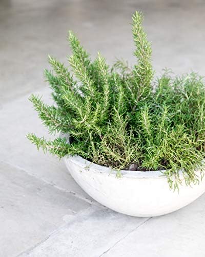 Gardenuity Resin Flower Pots and Garden Planters - Natural Concrete Stone Look, Indoor Plant Pots or Outdoor Planter, Very Light, Large & Small (Large) - Image 3