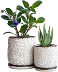 D'vine Dev 2-Pack Embossed Leaves Planter, 4/6 in, Smoked White, 27-B-U-1 by DvineDevPlanterPotsandStand