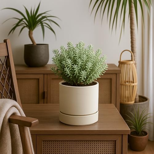 Phoenix Vine 6 Inch Planter Pot with Drainage Hole & Saucer, Deep Water Catch Tray, Straight Cylindrical Round Pot for Plants, Oatmeal, Pack of 3, 23-E-S-3 - Image 6
