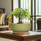 Bonsai Planter - 8 Inch Ceramic Succulent Pots with Drainage Hole and Saucer for Indoor Plants, Boho Shallow Round Planter Bowl, Desk Decor, Garden Lover Gifts, Green - Image 2