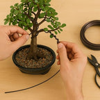 Mini Jade Live Bonsai Tree Set –Dwarf Succulent in a Glazed Pot, Bonsai Starter Kit with Fertilizer, Figurine & Tools, Japanese Humidity Tray with River Rocks - Image 5