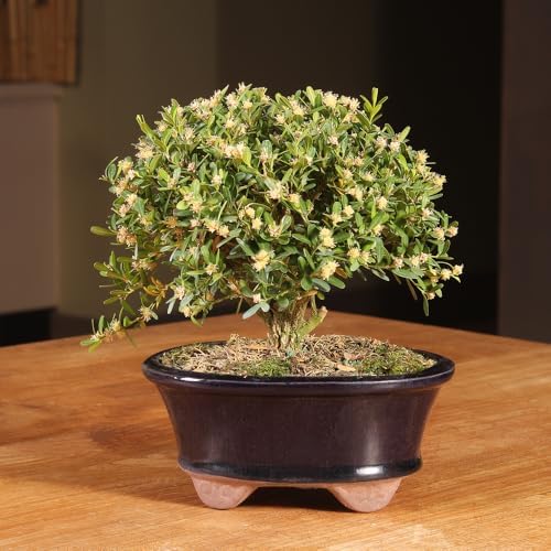 Brussel's Live Harland Boxwood Outdoor Bonsai Tree - 3 Years Old; 6" to 8" Tall with Decorative Container - Image 4