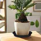6 Pack Plant Saucer 12 14 16 18 20 22 Inch Plastic Plant Tray, Sturdy and Durable Flower Pot Container Accessories Plant Pot Saucers for Indoor and Outdoor (16 Inch, Black) - Image 5