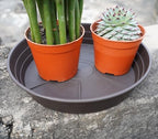 LWALRS Plant Saucer 14 Inch 4 Pack 6 8 10 12 14 16 18 20 25, Plastic Plant Trays for Pots，Extra-Deep Plant Water Dray Tray, Bird Bath Bowl, Heavy Flower Plant Saucers Indoors and Outdoor No Holes - Image 5