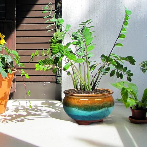 8 and 5.5 Inch Succulent Pot with Drainage and Saucer Glazed Terracotta Round Ceramic Succulent Planter Cactus Bonsai Plant Pot (Brown and Green) - Image 5