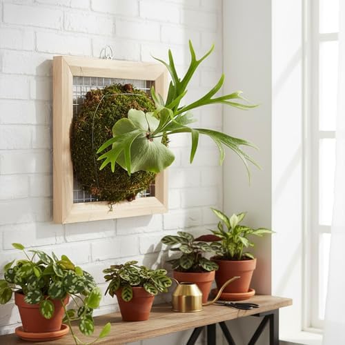 Staghorn Fern Mounting Frame Kit Wooden Wall Planter Vertical Gardens Hanging Plant Holder for Platycerium, Orchids and Succulents(Wood) by Unknown