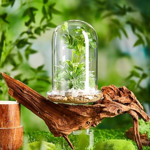 2 Pcs 5.9 x 7.9 Inch Clear Glass Dome Terrarium with Air Hole & Base - Image 6