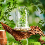 2 Pcs 5.9 x 7.9 Inch Clear Glass Dome Terrarium with Air Hole & Base - Image 6