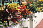 Gardenera Assorted Foliage Potting Mix - High-Performance Formula for Robust Growth and Beautiful Greenery - 20 Quart - Image 2