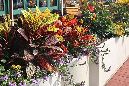 Gardenera Assorted Foliage Potting Mix - Premium Quality Blend for Healthy Root Development and Striking Greenery - 4 Quart - Image 2