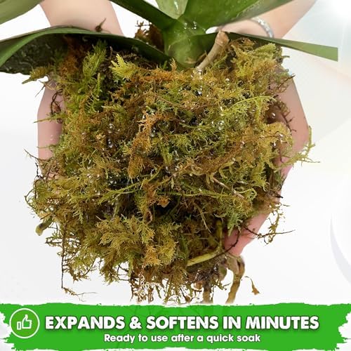 DUSPRO 5 LBS Real Dried Forest Moss for Potted Plants, Plant Propagation - Image 3