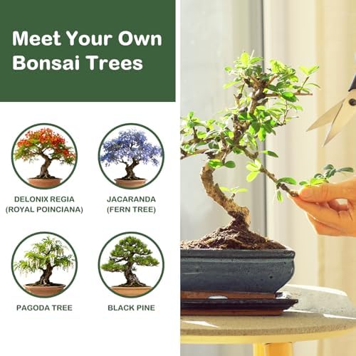LUOJIBIE Bonsai Tree Kit, Complete Bonsai Starter Growing Kit, Christmas Birthday Gifts for Women Men Mom Dad Girls Boys, Gardening Gift for Plant Lovers, White Elephant Gifts for Adults - Image 4