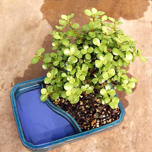 Brussel's Bonsai - Medium Jade Live Bonsai Tree, Potted Indoor Plant - Image 2