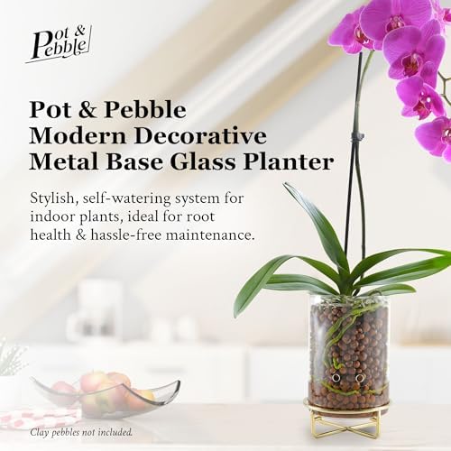 Pot & Pebble C9 Glass Propagation Station, Metal Base - LECA Orchid Vase - Image 3