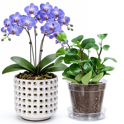 D'vine Dev Orchid Pot, Clear Pot & Saucer, Smoked White, 6.7 in, 28-A-Y-1 by DvineDevPlanterPotsandStand