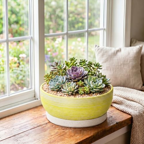 10 Inch Ceramic Bonsai Planter with Saucer, Brushed Yellow - Image 3