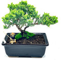 Live Dwarf Juniper Bonsai Tree About 6 Years Old with Cute Ceramic Fisherman | Juniper Bonsai Tree | Indoor/Outdoor | 100% Handcrafted| Home and Office Décor | Best Gift for Holiday by Unknown