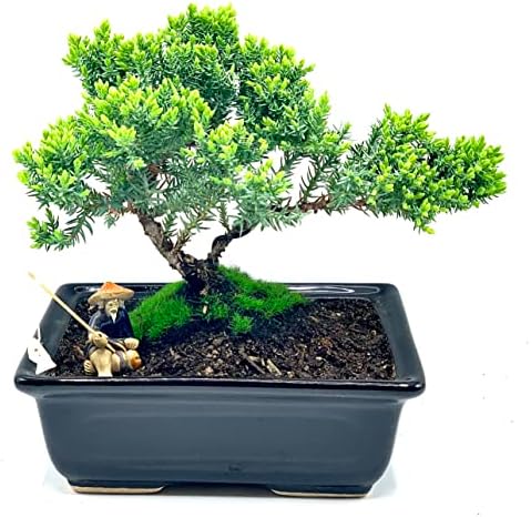 Live Dwarf Juniper Bonsai Tree About 6 Years Old with Cute Ceramic Fisherman | Juniper Bonsai Tree | Indoor/Outdoor | 100% Handcrafted| Home and Office Décor | Best Gift for Holiday by Unknown
