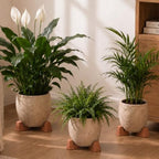 LemonRoad 12 Set Terra Cotta Cement Pot Feet for Outdoor Planters, Funny - Image 4