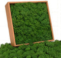 Preserved Reindeer Moss, Dark Green, 1.1 lb Real Moss for Crafts and Decor by Koceko
