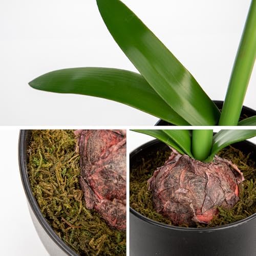 Briful White Amaryllis Fake Flowers 17.3'' Tall Silk Amaryllis Plant in Black Pot Artificial Floral Arrangement with Decorative Bulb for Home Office Bathroom Kitchen Table Holiday Décor - Image 3