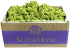 SuperMoss (21773) Reindeer Moss Preserved, Chartreuse, 3lbs - Image 2