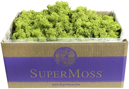 SuperMoss (21773) Reindeer Moss Preserved, Chartreuse, 3lbs - Image 2