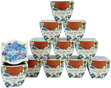 BUZZY Seeds Forget-Me-Not Grow Kit 12-Pack, Terracotta Pots, Daydream by BUZZY