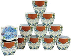 BUZZY Seeds Forget-Me-Not Grow Kit 12-Pack, Terracotta Pots, Daydream by BUZZY