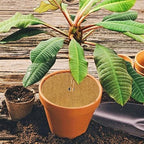 Coconut Mulch Mats, Coconut Fiber Mulch Mats Tree Protector Control 15-40cm Pack of 10(15cm) - Image 5