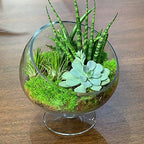 WGV Slant Cut Bowl Glass Vase with Stand, Width 8.25", Height 8.75", Clear Planter Terrarium, Candy Dish, Fruit Jar for Wedding Party Event, Home Office Decor, 1 Piece - Image 4