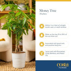 Costa Farms Money Tree, Live Indoor Plant, Braided Trunk, Easy Care - Image 6
