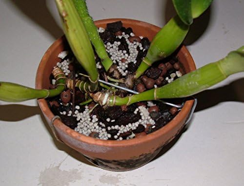 Nutricote. Timed Release Fertilizer. 18-6-8 180 Day. 10 Pounds. Orchids, Plants - Image 3