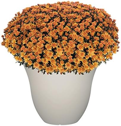 15" Honeysuckle Planter in Vanilla - Image 4