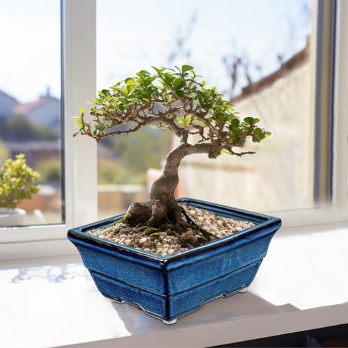 Villa Como Set of 2 Large Bonsai Pots with with Drainage Hole, 10" - Image 7