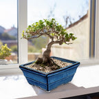Villa Como Set of 2 Large Bonsai Pots with with Drainage Hole, 10" - Image 7