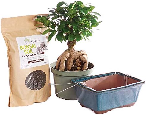 Brussel's Bonsai - Medium Ficus Live Bonsai Tree, Potted Indoor Plant by BrusselsBonsai